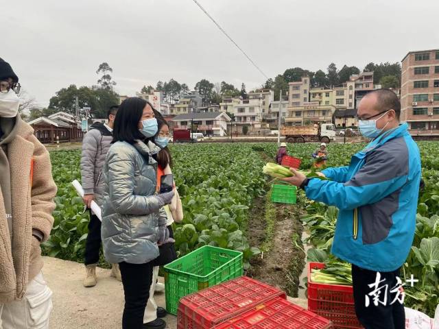 大學(xué)生們一起走進(jìn)九陂鎮(zhèn)四聯(lián)村菜心基地實(shí)地參觀(guān)。