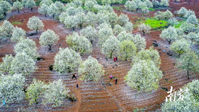 連州梨花。丘貴星 攝