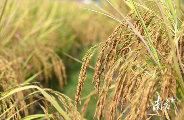 保安鎮(zhèn)建成800畝富硒絲苗米基地和1100畝富硒香芋種植區(qū)，帶動村民增收。黃津 攝