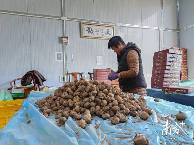 大富頭馬蹄獲評“嶺南生態(tài)氣候優(yōu)品”。
