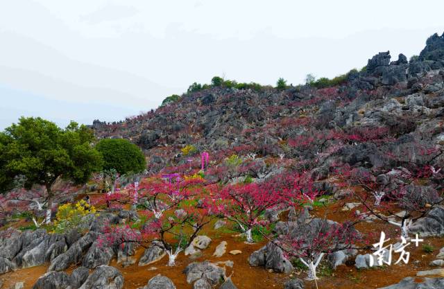 東陂鎮(zhèn)大洞村石林桃花園內(nèi)層層疊疊的桃花。愛(ài)地旅游 供圖